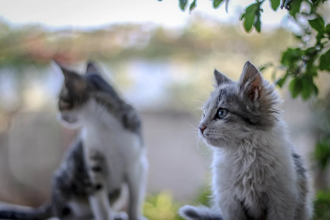 Helping cats develop good bowel habits